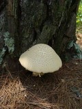 Amanita ravenelii image