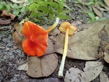Hygrocybe acutoconica image