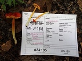 Hygrocybe acutoconica image