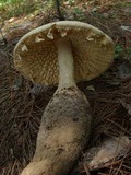 Amanita ravenelii image