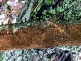 Hydnoporia olivacea image