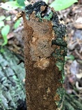 Hydnoporia olivacea image