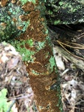 Hydnoporia olivacea image