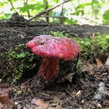 Butyriboletus frostii image