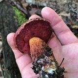 Butyriboletus frostii image