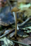 Oudemansiella furfuracea image