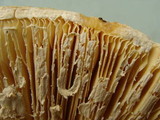 Amanita ravenelii image