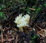 Clavulina coralloides image