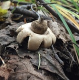 Geastrum fimbriatum image