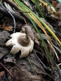 Geastrum fimbriatum image