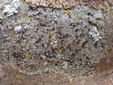 Rinodina beccariana image