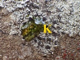 Rinodina beccariana image