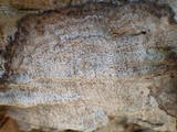 Lecanographa amylacea image