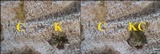 Lecanographa amylacea image