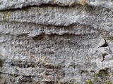 Arthonia pruinata image