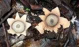 Geastrum fimbriatum image
