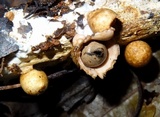 Geastrum fimbriatum image