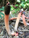 Mutinus elegans image