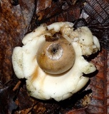 Geastrum triplex image