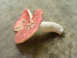 Russula xerampelina image