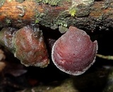 Auricularia nigricans image