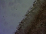 Pluteus leoninus image