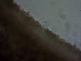 Pluteus leoninus image
