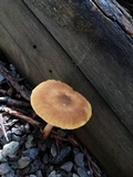 Pluteus leoninus image