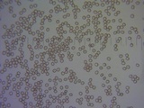 Pluteus leoninus image