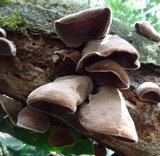 Auricularia nigricans image