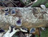 Auricularia nigricans image