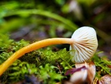 Hygrocybe ceracea image