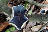Auricularia nigricans image