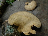 Mycorrhaphium adustum image