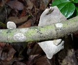 Auricularia nigricans image