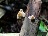 Auricularia nigricans image