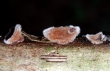 Auricularia nigricans image
