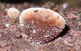 Auricularia nigricans image