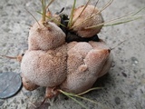 Abortiporus biennis image