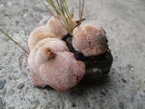 Abortiporus biennis image