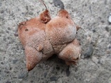 Abortiporus biennis image