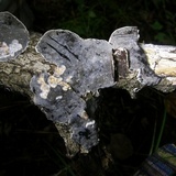 Bjerkandera adusta image