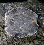 Bjerkandera adusta image