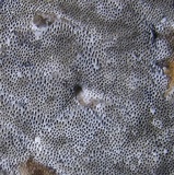 Bjerkandera adusta image