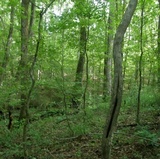 Bjerkandera adusta image