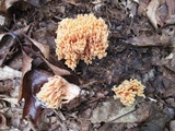 Ramaria formosa image