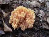 Ramaria formosa image