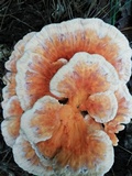 Laetiporus cincinnatus image