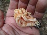 Ramaria formosa image