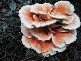 Laetiporus cincinnatus image